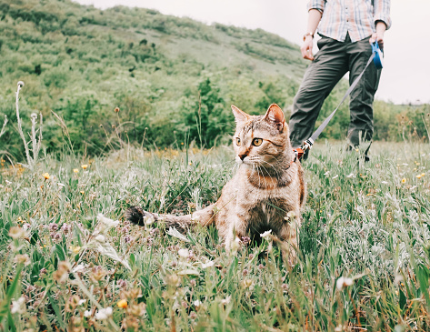 Unrecognizable woman walking with curious ginger cat on a leash on nature in summer.