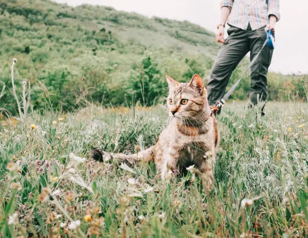 Photo of Woman walking with curious red cat on a leash on nature.