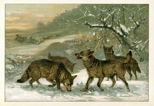 Drawing of pack of wolf
Original edition from my own archives
Source : Brockhaus 1895