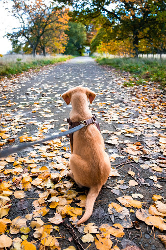A point of view shot of a fox red Labrador Retriever puppy sitting and looking up a footpath which is covered in fallen golden leaves. He is wearing a harness which is attached to a leash, held by an unrecognisable person behind the camera.