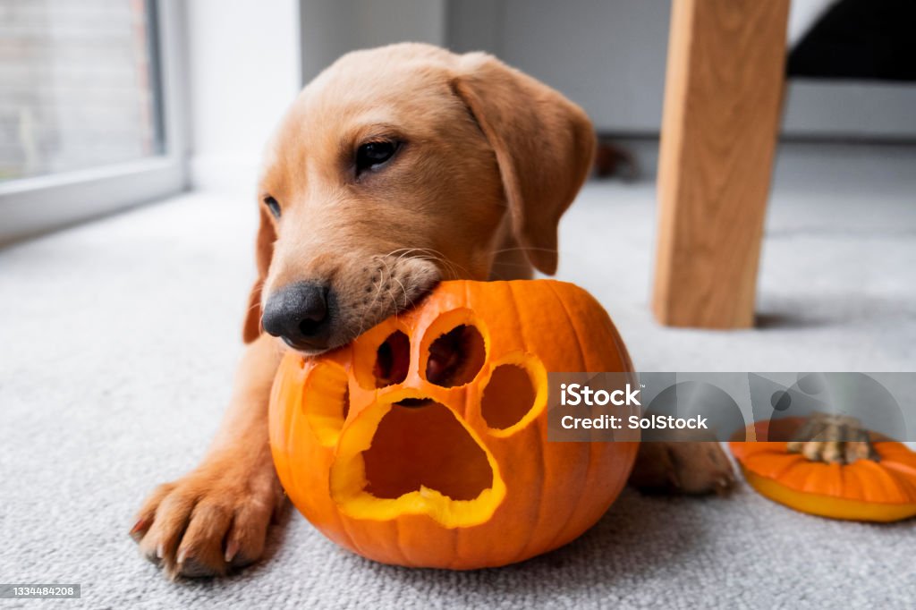 Cute Labrador Puppy With His Halloween Pumpkin A red fox Labrador Retriever puppy in his home with a Halloween pumpkin lantern with a paw print carved out of it. Halloween Stock Photo