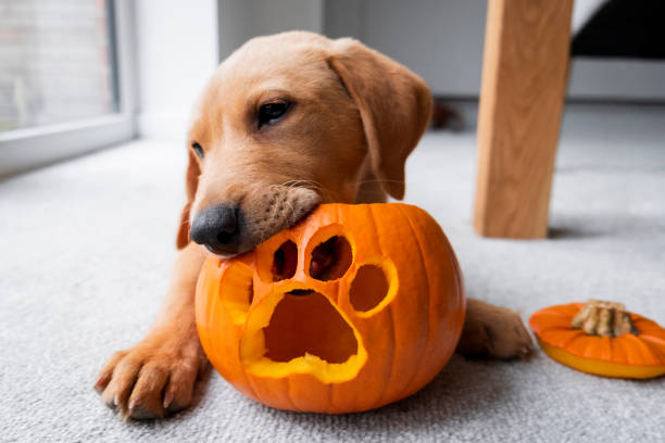 Cute Labrador Puppy With His Halloween Pumpkin A red fox Labrador Retriever puppy in his home with a Halloween pumpkin lantern with a paw print carved out of it. fox photos stock pictures, royalty-free photos & images