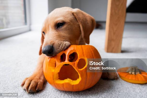 Cute Labrador Puppy With His Halloween Pumpkin Stock Photo - Download Image Now - Halloween, Dog, Pumpkin