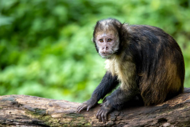 istock golden-bellied capuchin 1334486591