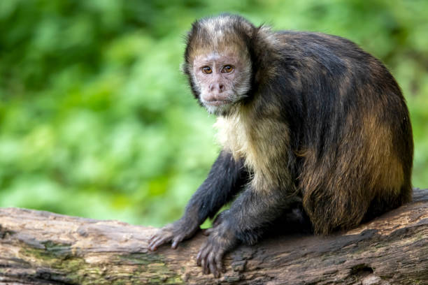 золотистобрюхий капуцин - brown capuchin monkey стоковые фото и изображения