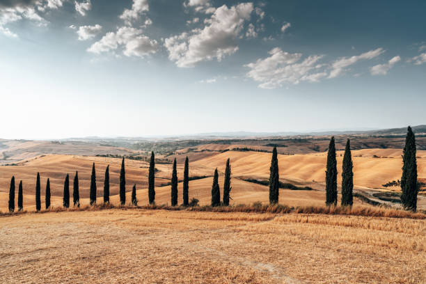 istock sunset landscape with cypress in tuscany 1334486876