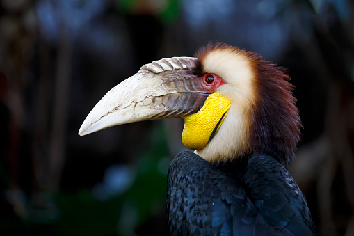 wreathed hornbill (Rhyticeros undulatus) male, also known as the bar-pouched wreathed hornbill