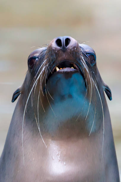 istock California sea lion 1334487024