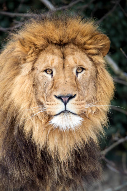 A male Lion stock photo