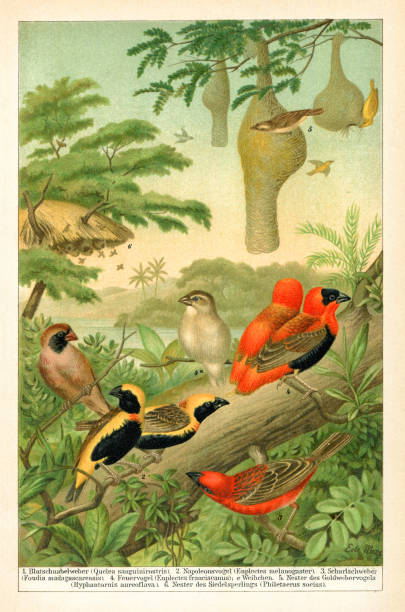 Euplectes is a genus of passerine bird in the weaver family, Ploceidae. It contains the bishops and widowbirds. They are all native to Africa south of the Sahara
1.Quelea sanguinirostris The red-billed quelea ( Quelea quelea ), also known as the red-billed weaver or red-billed dioch 2. Euplectes melanogaster 3. Foudia madagascarensis 4. Euplectes franciscanus 5. Hyphantornis aureoflava 6. Philetaerus socius
Original edition from my own archives
Source : Brockhaus 1895