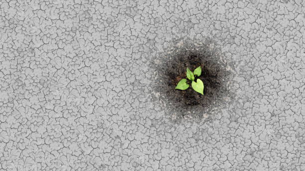 Climate Change Crisis Climate change crisis cycle as a dried or dry cracked land suffering from drought turning into rich moist organic earth with a growing young plant as a composite. climate crisis photos stock pictures, royalty-free photos & images