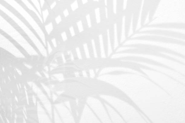 istock Light and shadow leaves,palm leaf on grunge white wall concrete background.Silhouette abstract tropical leaf natural pattern for wallpaper, spring ,summer texture.Black and white blurred image backdrop. 1334488543