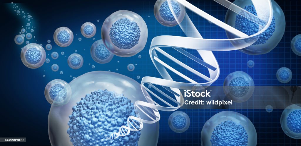 Regenerative Medicine Regenerative medicine and therapeutic stem cell therapy to regrow damaged cells as treatment for disease as multicellular organisms for cellular treatment of injury or arthritis illness due to aging with 3D illustration. Biological Cell Stock Photo
