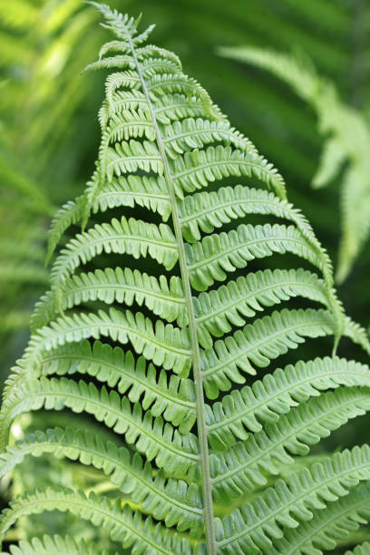 istock Ostrich fern single frond in close up 1334490174