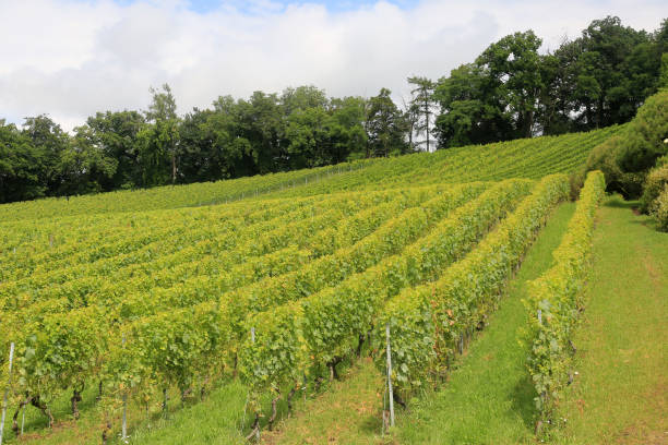istock grapes field in Lac Leman wineyard 1334491556