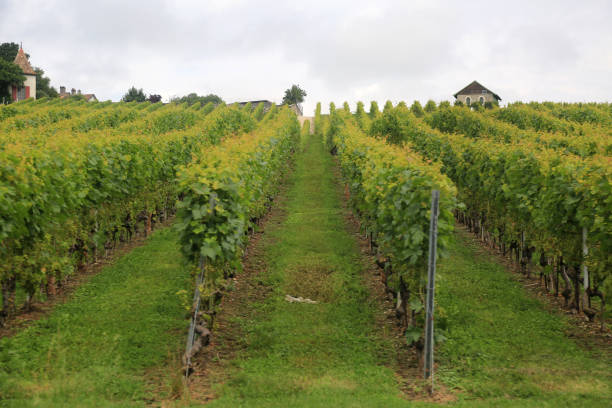 istock grapes field in Lac Leman wineyard 1334491574
