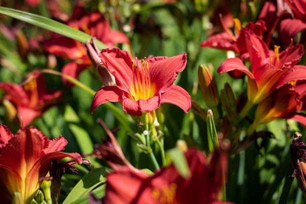 istock Dramatic red lily captured in a praire 1334491688