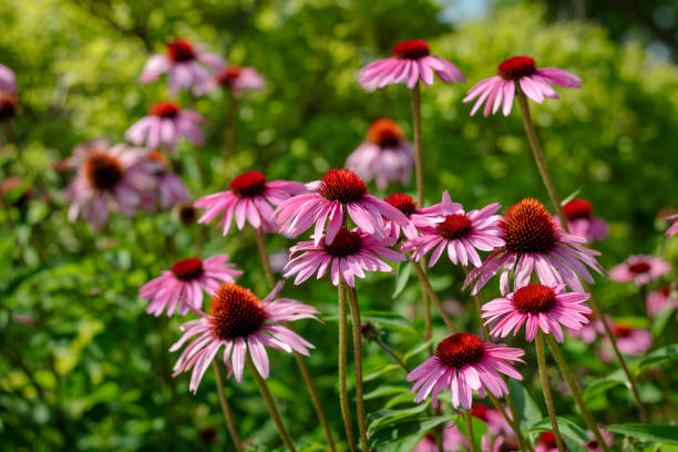 Many Purple Coneflowers blooming under summer sun. CLose up Photo of colorful flowers caught in bloom midsummer. coneflower stock pictures, royalty-free photos & images