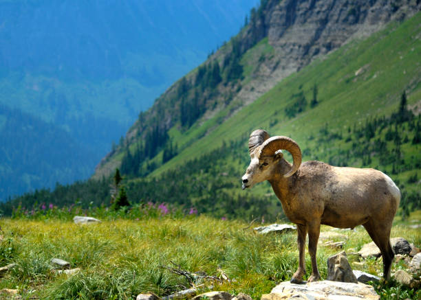 istock Big Horned Sheep Stands on Rock 1334492234