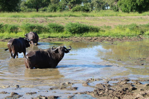 istock Wild African water Buffalo 1334493118