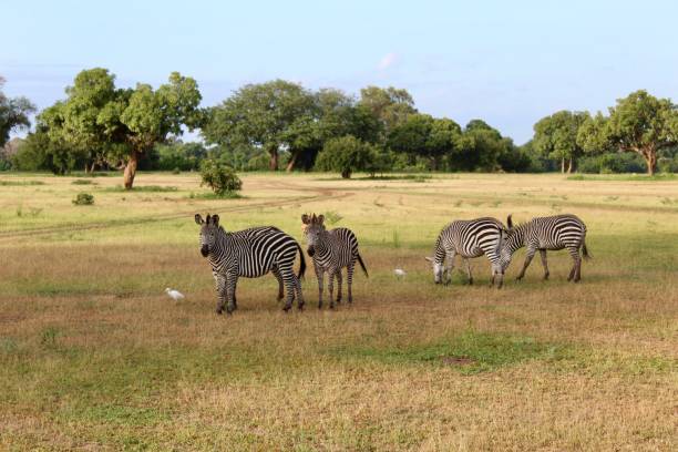 safari africain - zèbres - zebra africa wildlife nature photos et images de collection