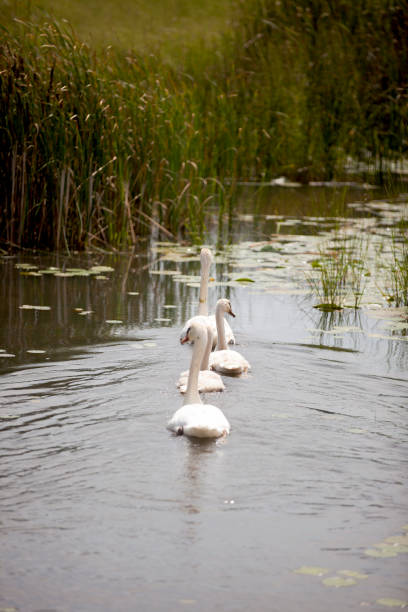 istock Swans swimming through a watery marsh in Ontario. 1334493481