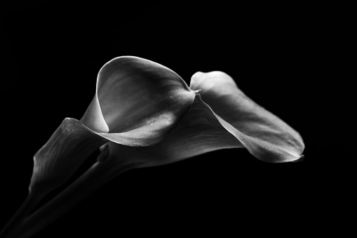 Dramatic light on a Calla Lily (Zantedeschia aethiopica) flower.