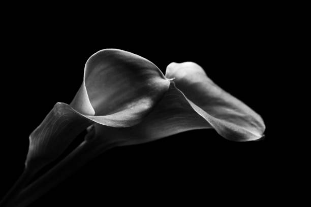calla lily flower - lily calla lily flower single flower - fotografias e filmes do acervo