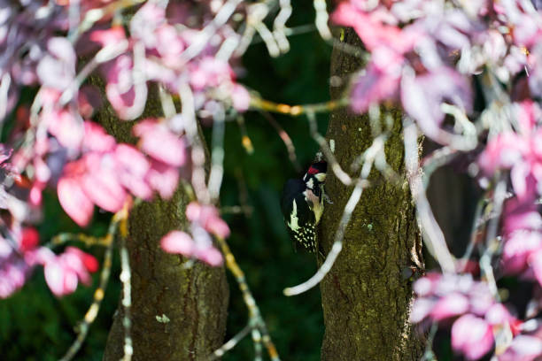 Woodpecker bird sitting on a green tree branch