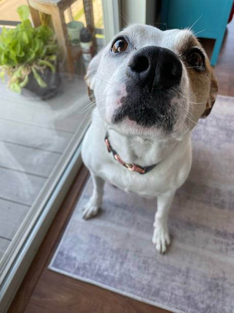 istock Excited puppy dog 1334495059