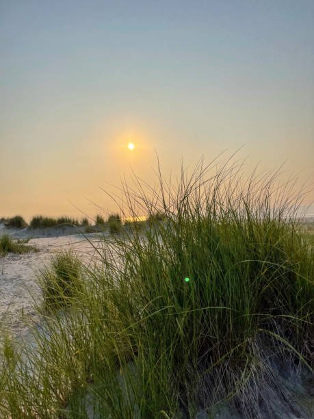 istock Sea Grass, sand dunes and the sunrise 1334495085