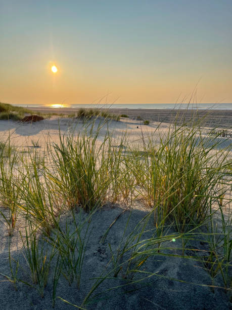 istock Sea Grass, sand dunes and the sunrise 1334495086