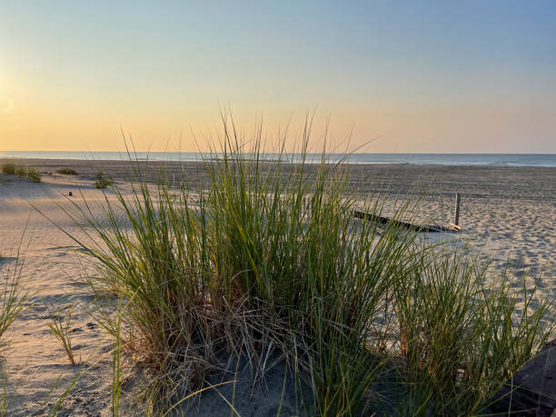 istock Sea Grass, sand dunes and the sunrise 1334495132