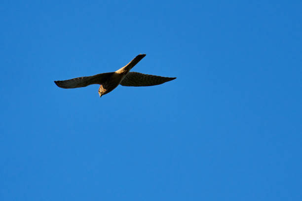 istock Kestrel in flight illuminated in color by the evening sun 1334495294