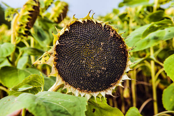 fleur de tournesol mûre dans le champ. collecte de graines pour la production d’huile de tournesol - seed head photos et images de collection