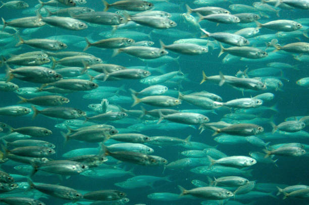 円で泳ぐ魚の群 - fish barracuda underwater circle ストックフォトと画像