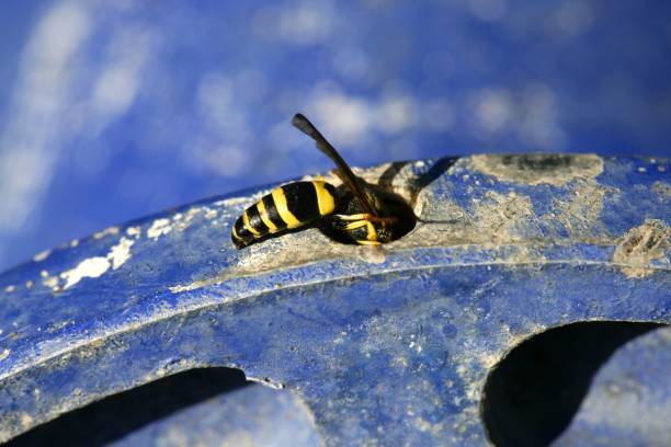 istock Wasp bug, yellow jacket over blue metal wheel 1334496378