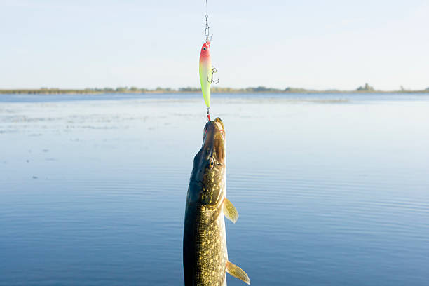 Pike Pike hanging on lure minnow fish photos stock pictures, royalty-free photos & images