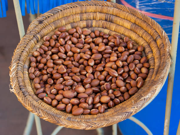 istock ripe Argan nuts. Nuts for extracting argan oil in Morocco 1334496405
