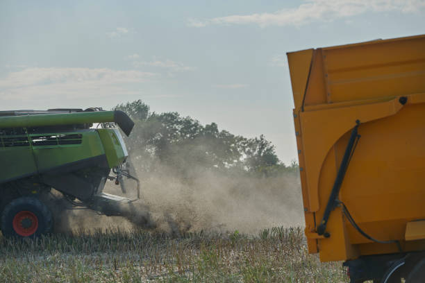 istock Combine harvester in rape field 1334496560