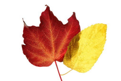 Autumn, fall leaves decorative still at studio white background, using the transparency