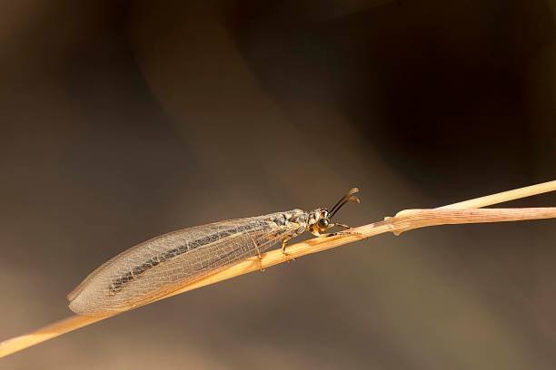 istock Neuroptera - Neuroptera are an order of endopterygotic insects. 1334496809