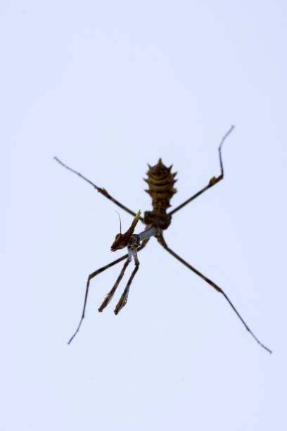 les mantidés sont un ordre d’insectes néoptères communément appelés mantes. - depredador photos et images de collection