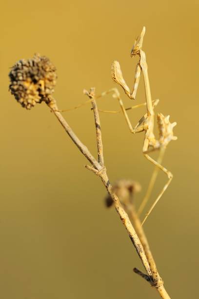 les mantidés sont un ordre d’insectes néoptères communément appelés mantes. - depredador photos et images de collection