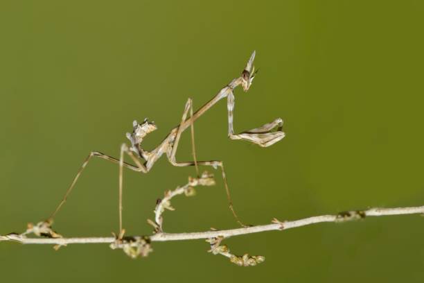 les mantidés sont un ordre d’insectes néoptères communément appelés mantes. - depredador photos et images de collection