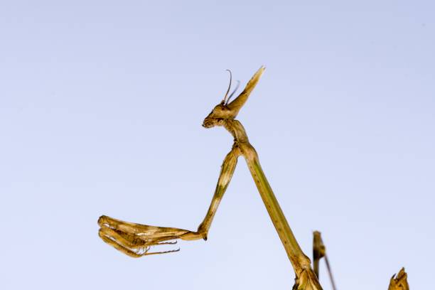 les mantidés sont un ordre d’insectes néoptères communément appelés mantes. - depredador photos et images de collection