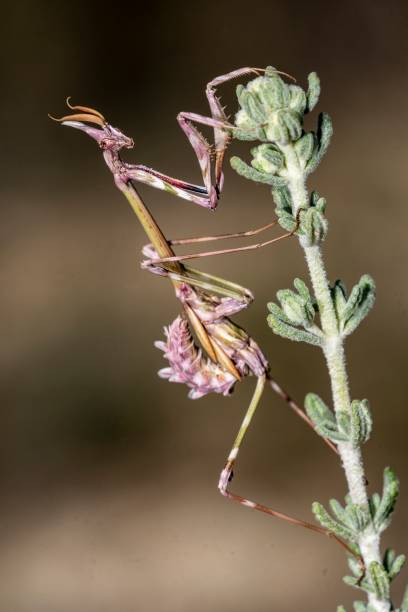 les mantidés sont un ordre d’insectes néoptères communément appelés mantes. - depredador photos et images de collection