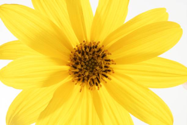 ромашка желтый цветок, макро студийный снимок - 7963 стоковые фото и изображения