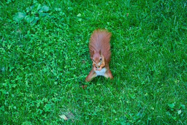 Sciurus vulgaris Eurasian red squirrel