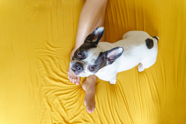 french bulldog isolated on yellow background. Top view of dog in bed with unrecognizable woman looking up. spanish bulldog stock pictures, royalty-free photos & images